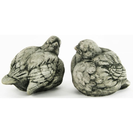 Sparrow Bird Pair